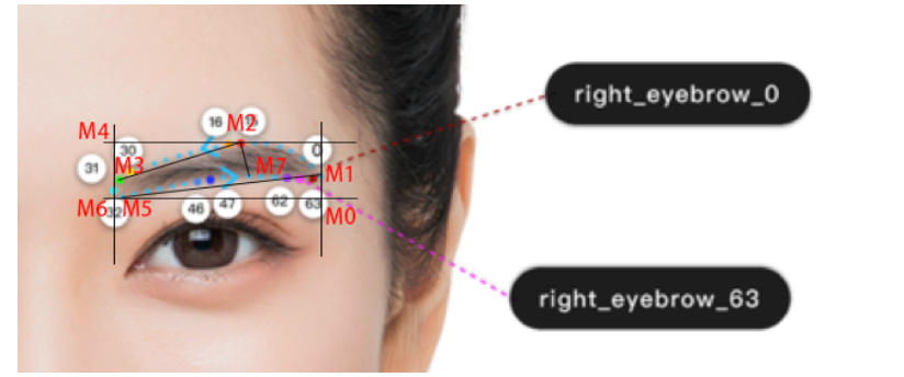 Eyebrow Measurement